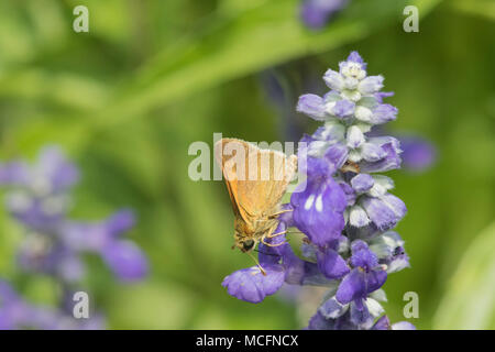 03721-00108 Tawny scharfkantigen Skipper (Polites themistokles) auf blaue Victoria Salbei (Salvia farinacea) Marion Co.IL Stockfoto