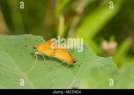 03731-003.06 Delaware Skipper (Anatrytone Logan) Paarung, Prairie Ridge SNA-Jasper.DE Stockfoto