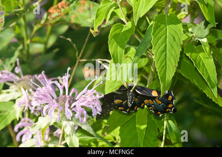 04250-00206 Gottesanbeterin essen Spicebush Schwalbenschwanz Schmetterling auf wilde Bergamotte (Monarda fistulosa) Marion Co.IL Stockfoto