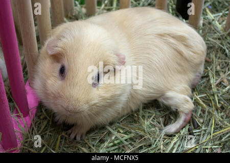 Süße Meerschweinchen in offenen Käfig Festlegung auf Gras und freuen uns. Stockfoto