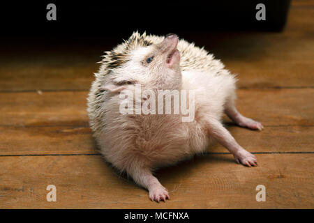 Igel legte sich auf den Boden und das Gesicht nach oben drehen. Stockfoto