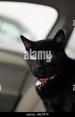 Porträt der schwarzen Katze Stockfoto