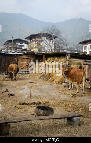 Kleine Dairy Farm in der Nähe von, Paro, Bhutan Stockfoto