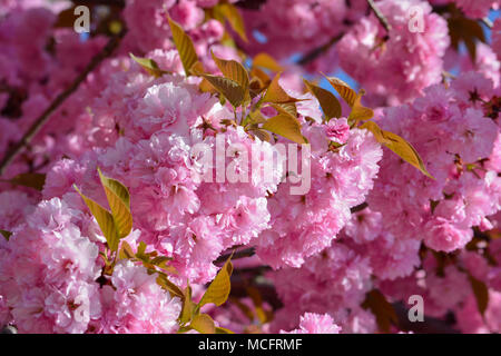 Japanische Kirschblüte Jahreszeit, full frame von Sakura Blumen, rosa Frühling Hintergrund Stockfoto