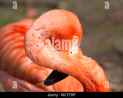 Rosa Flamingo Nahaufnahme auf grünen Rasen Hintergrund isoliert Stockfoto