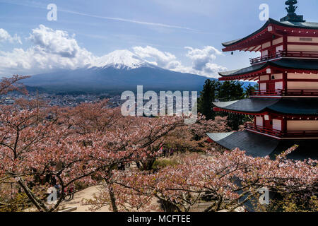 Schöne Aussicht auf den Berg Fuji von der Chureito Pagode, mit die Kirschbäume in voller Blüte im Frühjahr, Arakura Fujiyoshida, Yamanashi, Präfektur, Japan Stockfoto