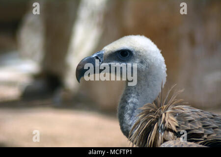 1001 eagle Head Shot Stockfoto