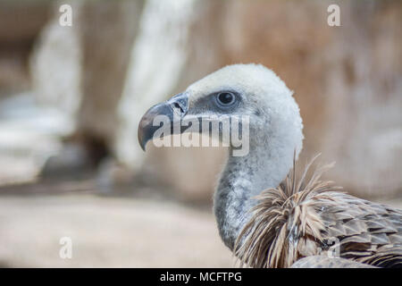 1001 eagle Head Shot Stockfoto