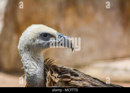 1001 eagle Head Shot Stockfoto