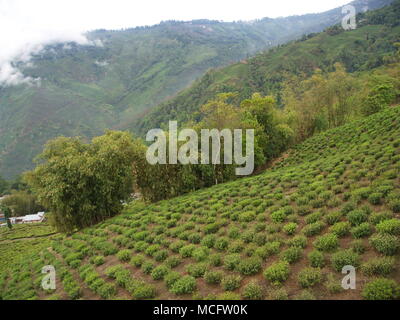 Darjeeling, Indien, 15. APRIL 2011: Luftaufnahme von Seilbahn mit Teeplantagen in Darjeeling, Indien Stockfoto