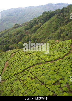 Darjeeling, Indien, 15. APRIL 2011: Luftaufnahme von Seilbahn mit Teeplantagen in Darjeeling, Indien Stockfoto