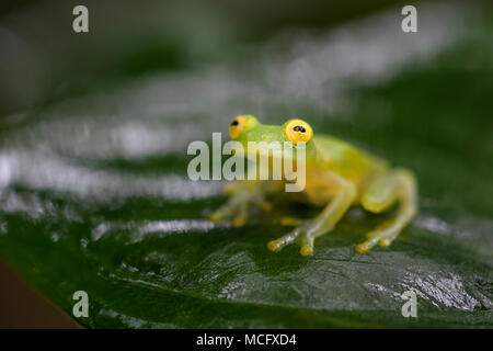 Fleischmanns Glas Frosch - Hyalinobatrachium fleischmanni, schöne kleine grüne und gelbe Frosch aus Mittelamerika, Wälder, Costa Rica. Stockfoto
