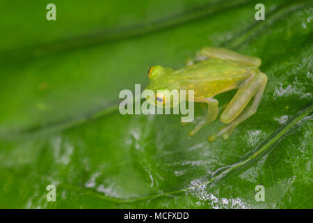 Fleischmanns Glas Frosch - Hyalinobatrachium fleischmanni, schöne kleine grüne und gelbe Frosch aus Mittelamerika, Wälder, Costa Rica. Stockfoto