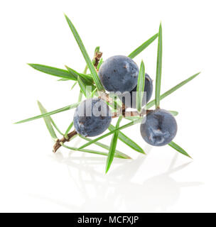 Juniper Zweig mit Beeren auf weißem Hintergrund Stockfoto