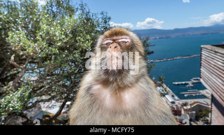 Barbary macaques in Gibraltar, der einzigen wilden Affen in Europa, sie Anzahl ca. 300 Tiere in 5 Truppen. Stockfoto