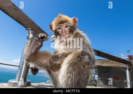 Barbary macaques in Gibraltar, der einzigen wilden Affen in Europa, sie Anzahl ca. 300 Tiere in 5 Truppen. Stockfoto