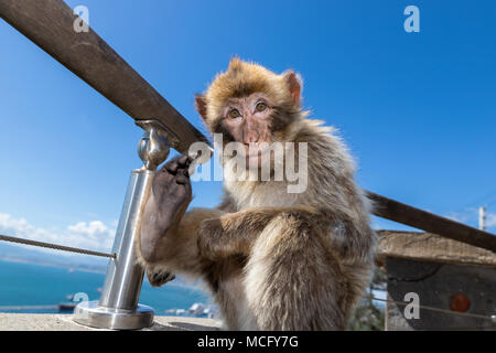 Barbary macaques in Gibraltar, der einzigen wilden Affen in Europa, sie Anzahl ca. 300 Tiere in 5 Truppen. Stockfoto