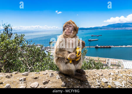 Barbary macaques in Gibraltar, der einzigen wilden Affen in Europa, sie Anzahl ca. 300 Tiere in 5 Truppen. Stockfoto