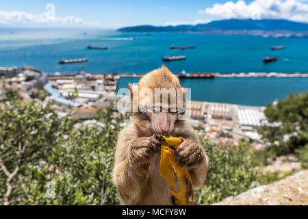 Barbary macaques in Gibraltar, der einzigen wilden Affen in Europa, sie Anzahl ca. 300 Tiere in 5 Truppen. Stockfoto