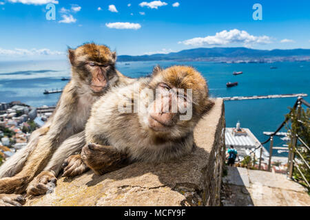 Barbary macaques in Gibraltar, der einzigen wilden Affen in Europa, sie Anzahl ca. 300 Tiere in 5 Truppen. Stockfoto