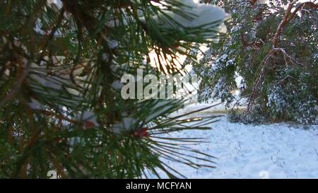 Winter Pinienwald mit Snowy Christmas Trees. Schnee und bedeckte Tannen an einem Wintertag. Winter Hintergrund steadicam erschossen. Weihnachtsbaum, die Schönheit der Natur Landschaft im Freien Stockfoto