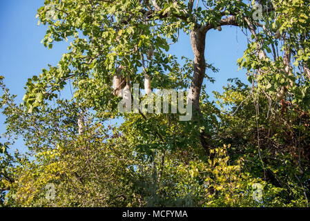 Wurst Baum (KIGELIA AFRICANA) Frucht am Baum, SAMBIA Stockfoto