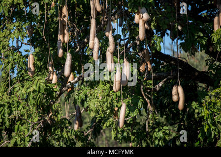 Wurst Baum (KIGELIA AFRICANA) Frucht am Baum, SAMBIA Stockfoto