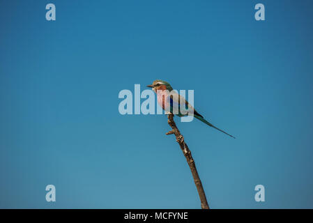 LILAC BREASTED ROLLER (CORACIAS CAUDATUS) thront auf Zweig, SAMBIA Stockfoto