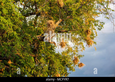 RED-BILLED BUFFALO WEAVER (BUBALORNIS NIGER) Nester in Baum, SAMBIA Stockfoto