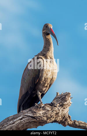 HADADA IBIS (BOSTRYCHIA HAGEDASH) thront auf AST, SAMBIA Stockfoto
