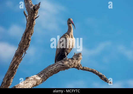 HADADA IBIS (BOSTRYCHIA HAGEDASH) thront auf AST, SAMBIA Stockfoto