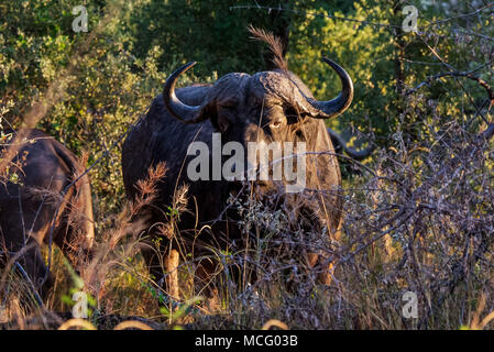 Nahaufnahme der AFRIKANISCHER BÜFFEL (SYNCERUS CAFFER) IN DER BÜRSTE, SAMBIA STEHEND Stockfoto