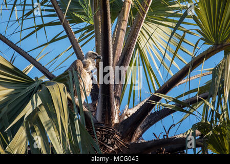 Afrikanische weiß-backed VULTURE (TYLOSE IN AFRICANUS) ruht auf PALMWEDEL, SAMBIA Stockfoto