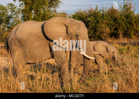 Afrikanischen Busch ELEPHENT (LOXODONTA AFRICANA) MIT JUNGEN KALB IM WARMEN ABENDLICHT, SAMBIA Stockfoto