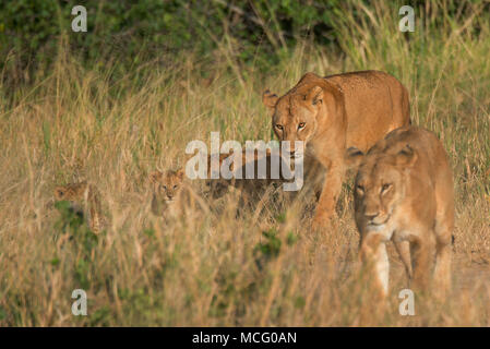 Zwei Löwinnen (Panthera leo) zu Fuß durch die Savanne mit drei Jungen, Tarangire Nationalpark, Tansania Stockfoto