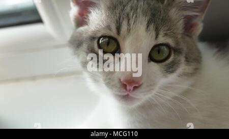 Cat pet portrait. Schöne gefleckte Katze sitzt am Fenster Porträt indoor Stockfoto