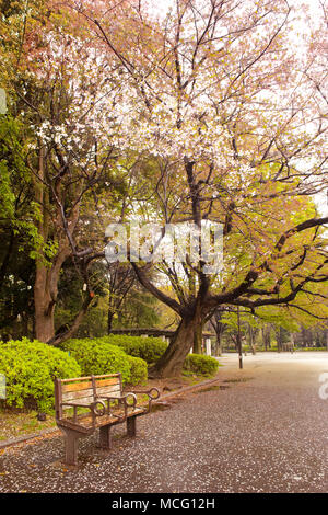 Kirschblüte im Ueno Park, Tokyo, Region Kanto, Honshu, Japan Stockfoto