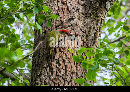 Grünspecht (Picus viridis) Fütterung junges Küken, Schweden. Stockfoto