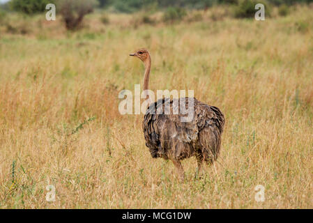 Weibliche Strauß (Struthio camelus), Tarangire Nationalpark, Tansania Stockfoto