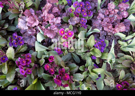 Lila heuchera Pflanzen in Blüte wachsen zusammen mit lila und magentafarbenen Polyanthusblüten in einer Frühlings-Gartengrenze London-England UK KATHY DEWITT Stockfoto