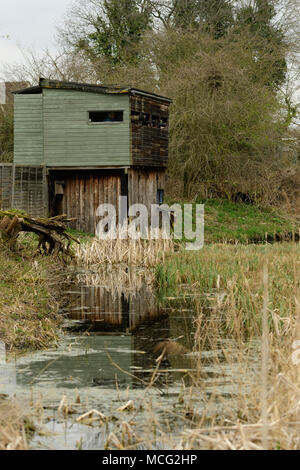 Kingfisher Ausblenden mit Linsen des Naturfotografen im Roggen Meads RSPB Nature Reserve, Hoddesdon, England Stockfoto