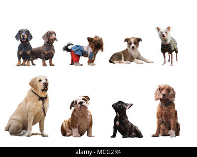 Gruppe von Hunden verschiedener Rassen auf weißem Hintergrund Stockfoto