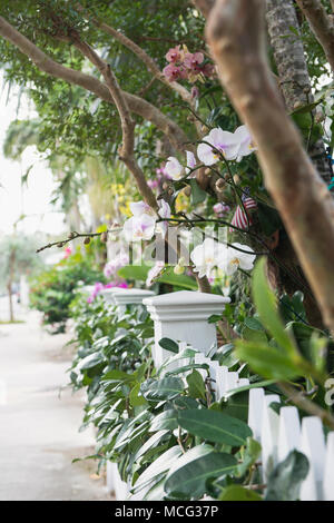 Yards mit Orchideen Futter Frances Street in Key West, Florida gefüllt. Stockfoto