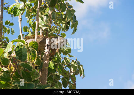 Ein grüner Leguan heraus hängen in einem Baum in Key West, Florida. Stockfoto