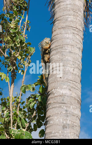 Ein leguan saß auf einen Baum in Key West, Florida. Stockfoto