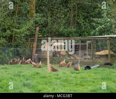 Hühner in einem Run auf Bauernhof Stockfoto