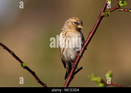 Weibliche weniger Redpoll Stockfoto