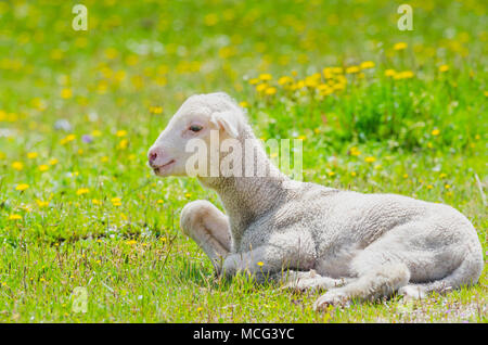 Niedliches kleines Lamm ruht auf einer Wiese Stockfoto