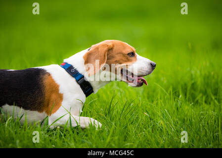 Hund Beagle richtige Profil auf grünem Hintergrund im Freien in der Natur Nahaufnahme Spaziergänge durch das grüne Feld Stockfoto