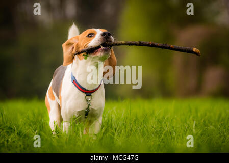 Hund Beagle mit einem Stock auf der grünen Wiese im Frühjahr läuft in Richtung Kamera Stockfoto